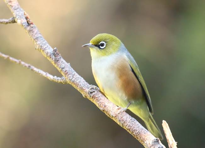 Hanging Metal bird feeder with spike-Vintique Concepts